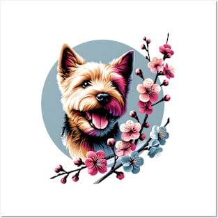 Norfolk Terrier's Springtime Cherry Blossom Delight Posters and Art